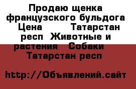 Продаю щенка французского бульдога › Цена ­ 20 - Татарстан респ. Животные и растения » Собаки   . Татарстан респ.